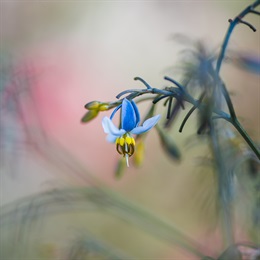 花叶山菅兰